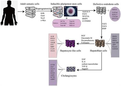 The Application of Induced Pluripotent Stem Cells Against Liver Diseases: An Update and a Review